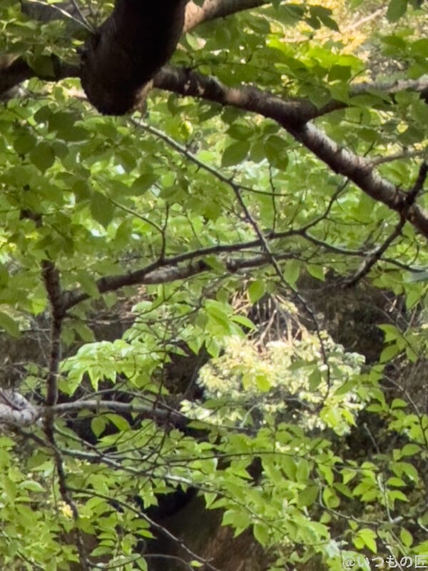 望遠レンズ（x15）撮影例