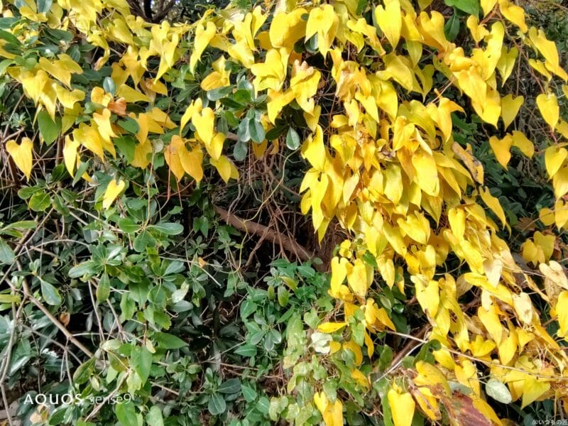 AQUOS sense9 評判 AQUOS sense9 風景写真 作例１